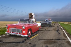 pet_relocation