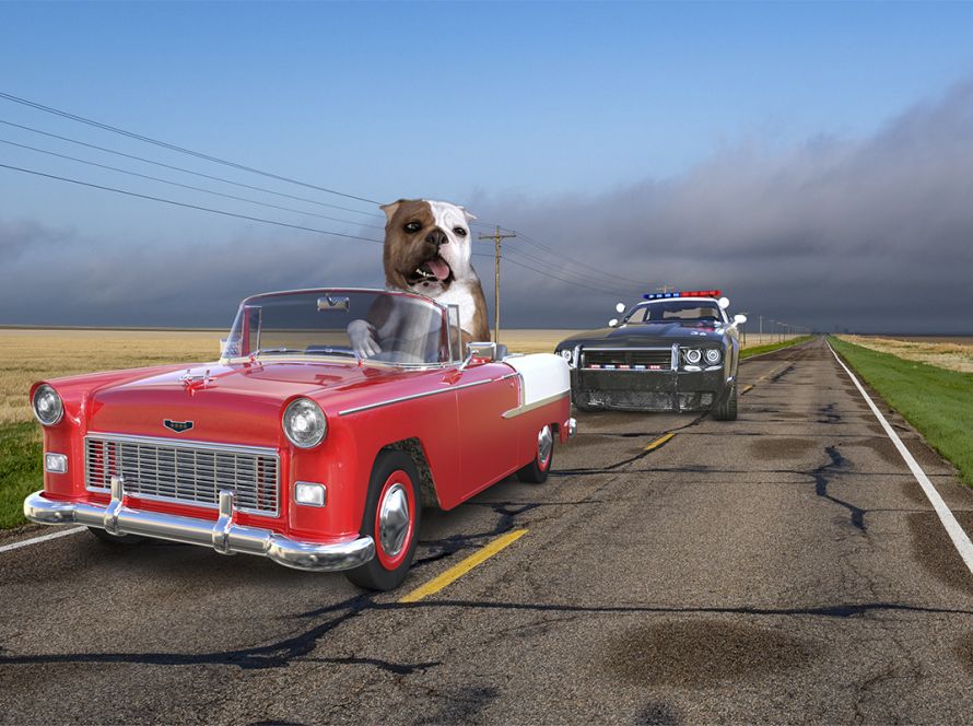 pet_relocation